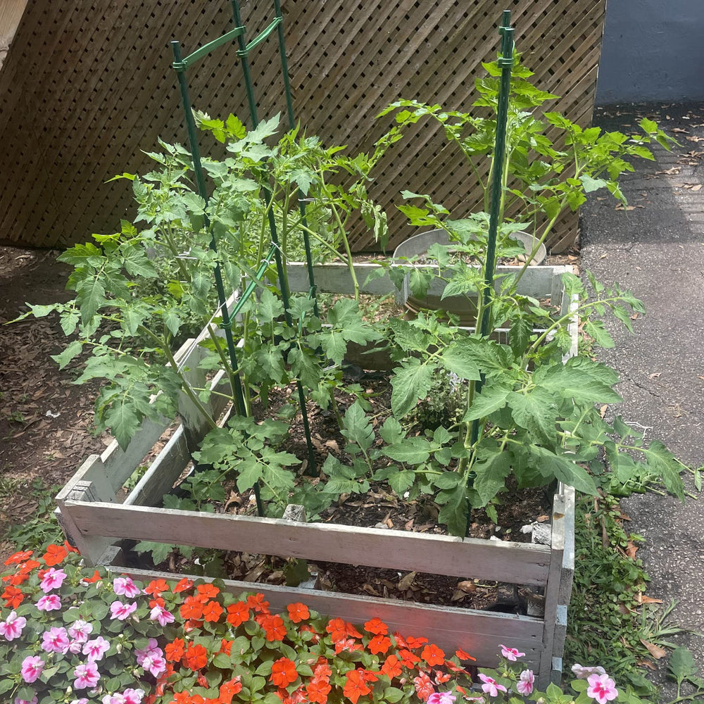 Garmeinea stakes supporting tomato vines to improve plant structure