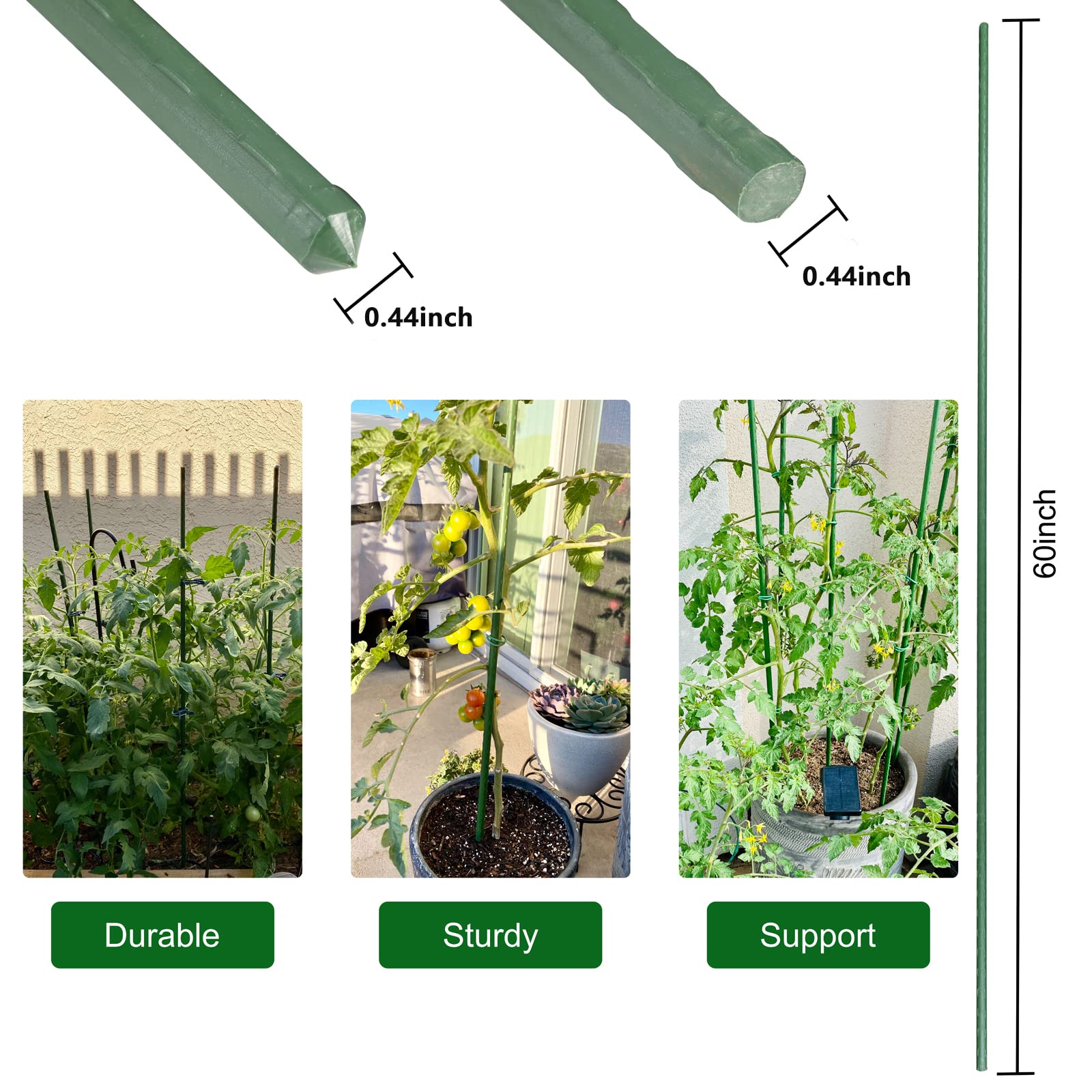 Garmeinea stakes beside ruler showing 57 inch length for scale