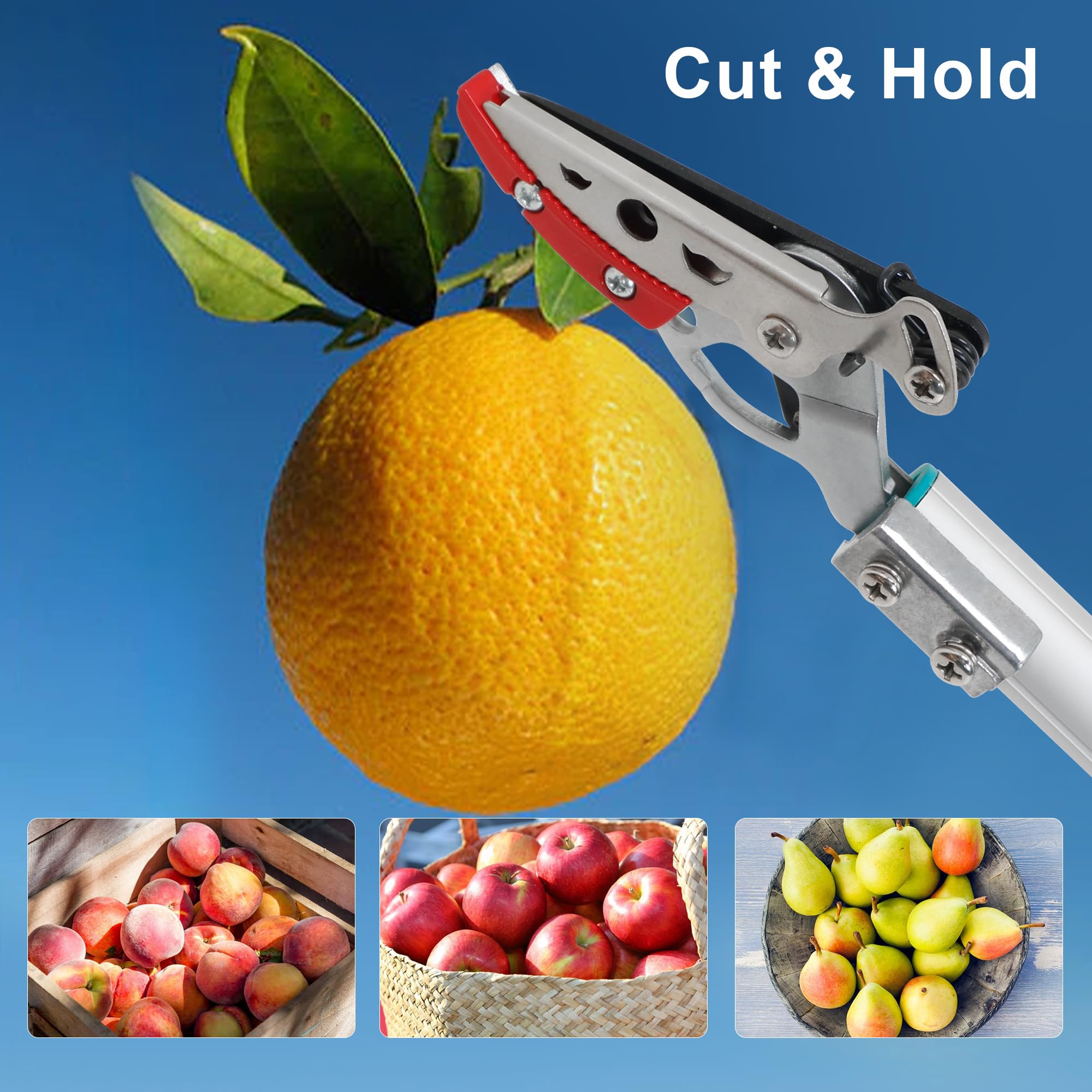 GARTOL in use harvesting citrus from a tall branch for safer picking