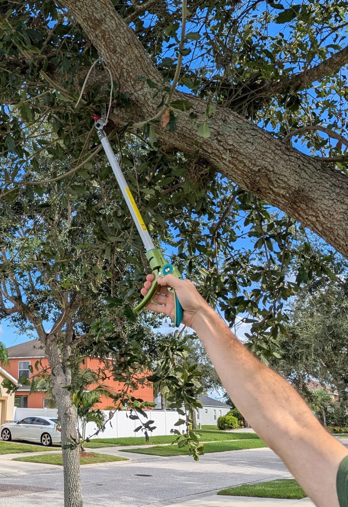GARTOL pruner in action picking persimmons gently without bruising fruit