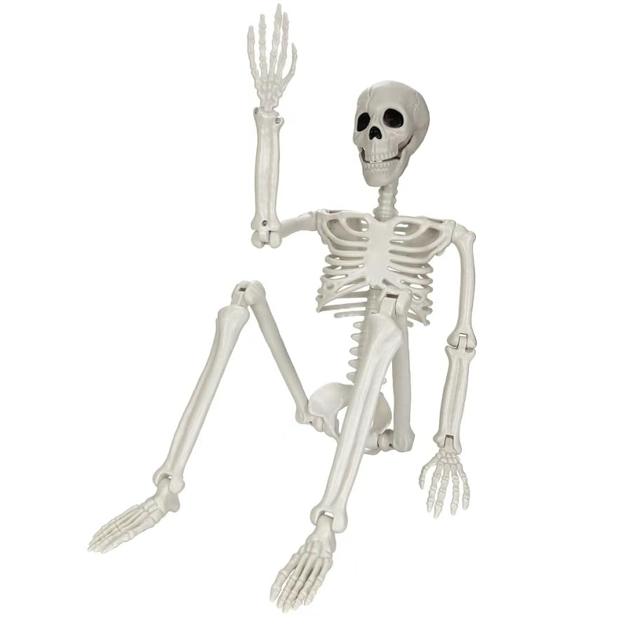 GCNBCNB front view of full 5.4FT skeleton showing lifelike bones and stance benefit: instant Halloween focal point