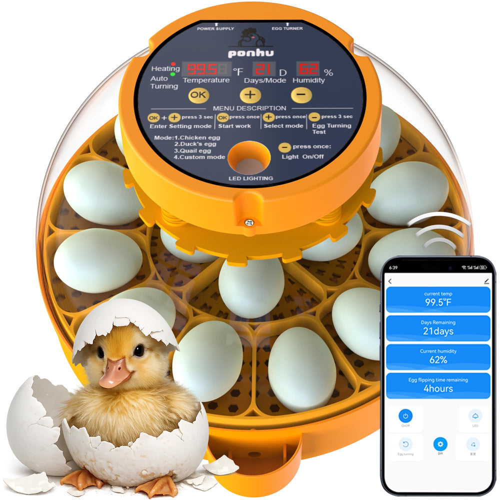 Generic incubator front view showing capacity and clear lid, benefit easy monitoring