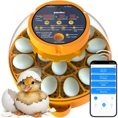 Generic incubator front view showing capacity and clear lid, benefit easy monitoring