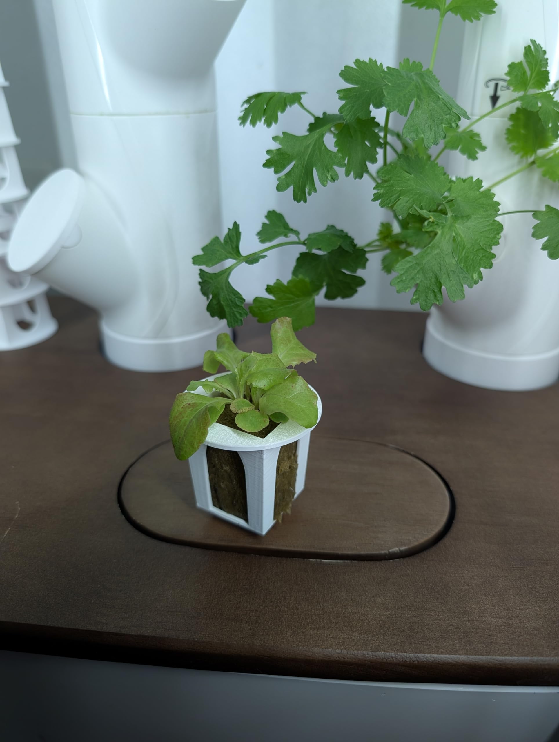 Generic grow cube soaking in soapy water to show easy cleaning and reuse benefits