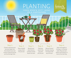 Generic Knock Out planted in a decorative container on patio, shows easy container use and landscape impact