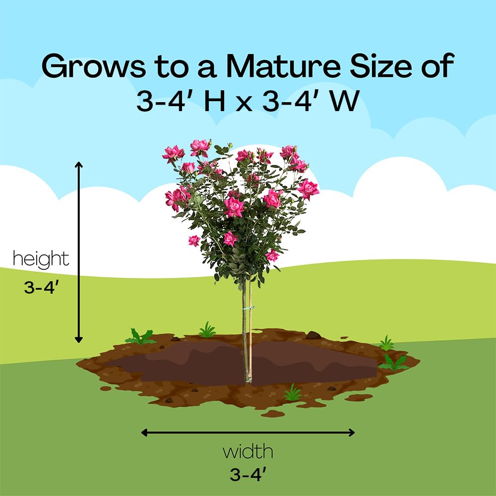 Generic Knock Out botanical label and tag detail, identifies cultivar and shipping-ready plant information