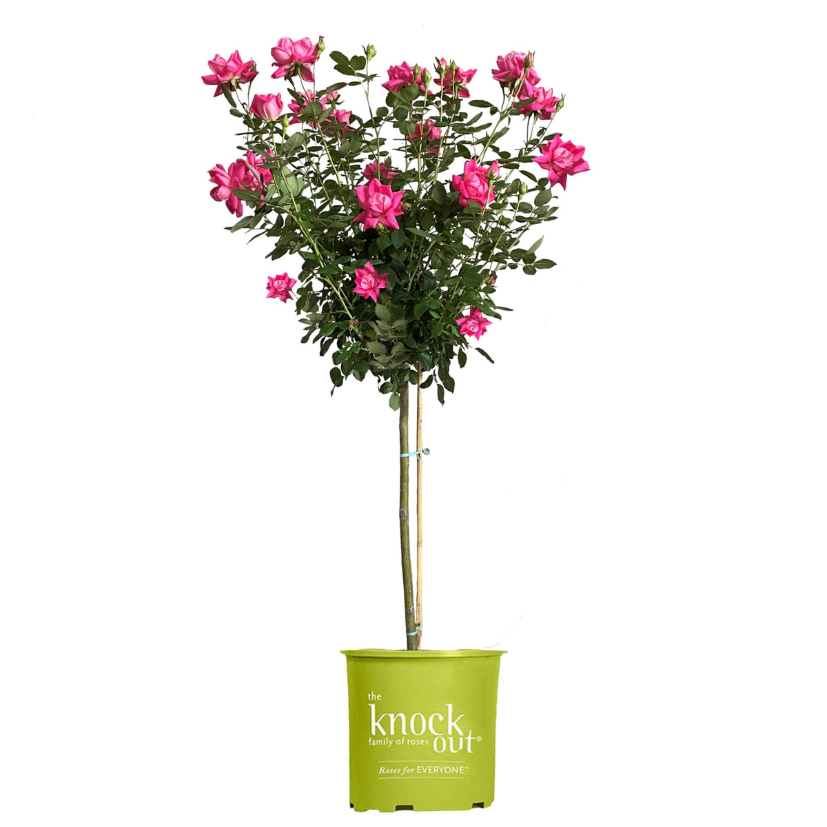 Generic Knock Out tree rose front view showing full shrub and abundant pink blooms, adds instant curb appeal