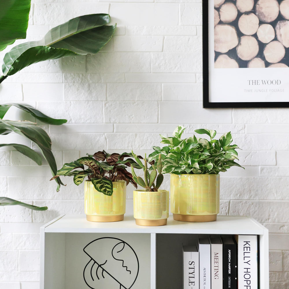 Gepege tabletop lifestyle display adding decorative color to living space