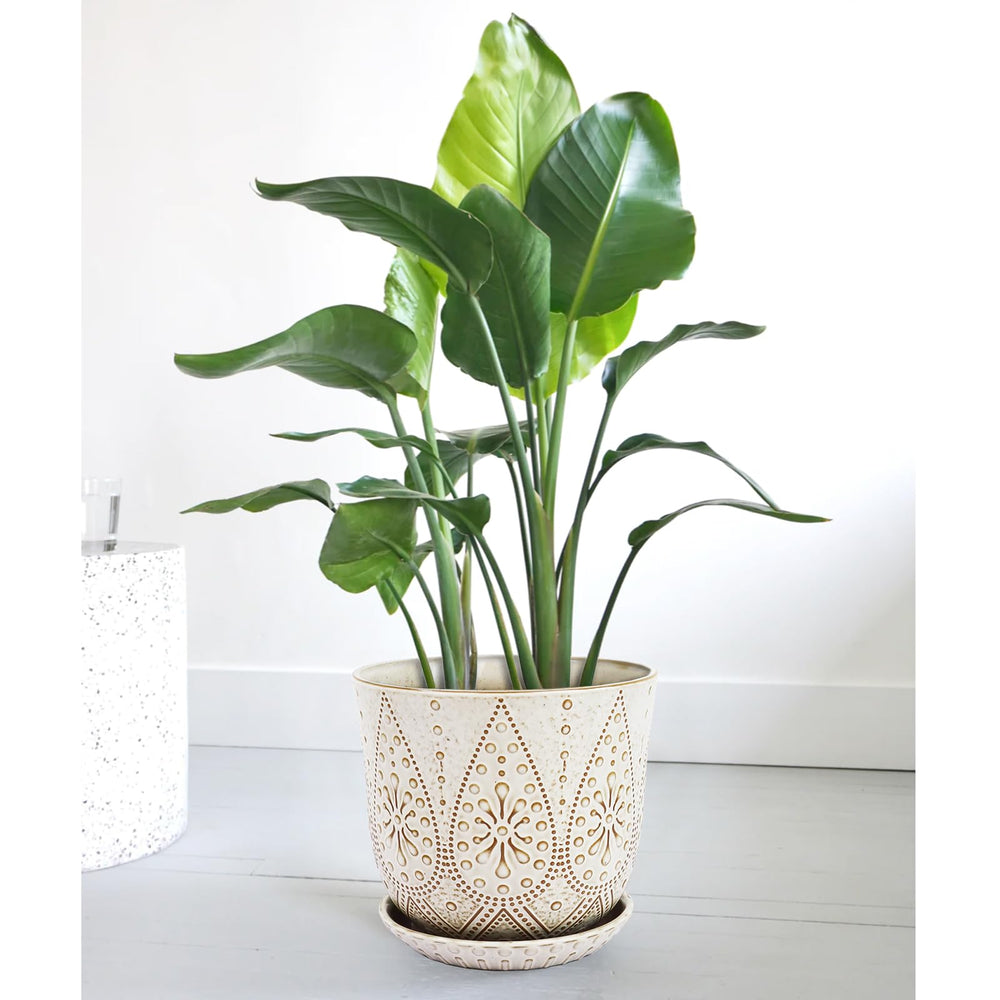 Gepege empaque listo para regalo ideal para aficionados a la jardinería