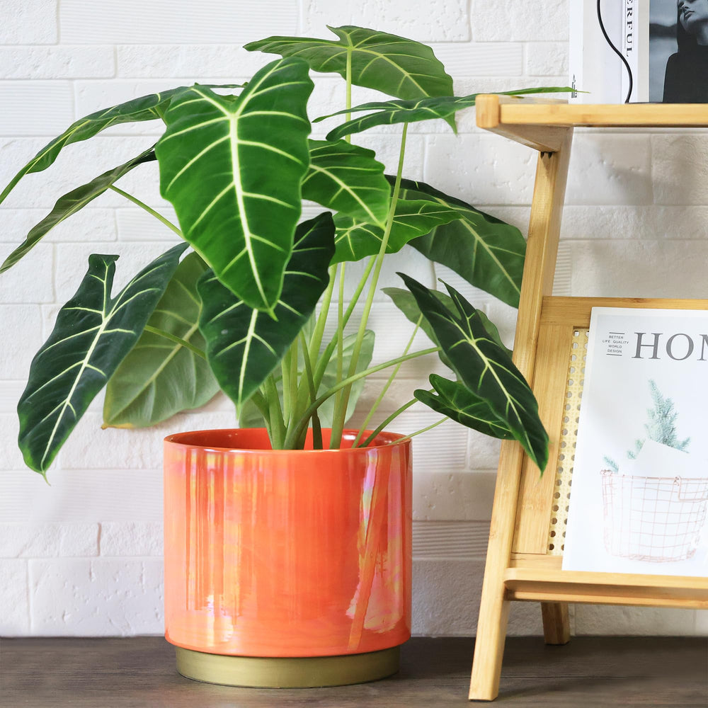 Gepege with orchid on windowsill demonstrating healthy plant display