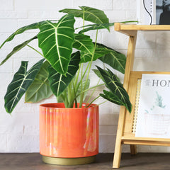 Gepege with orchid on windowsill demonstrating healthy plant display