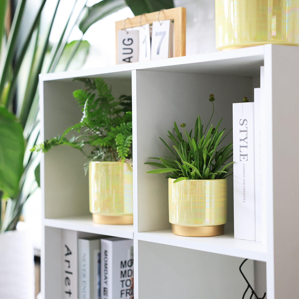 Gepege planter in use on windowsill showing healthy plant placement benefit