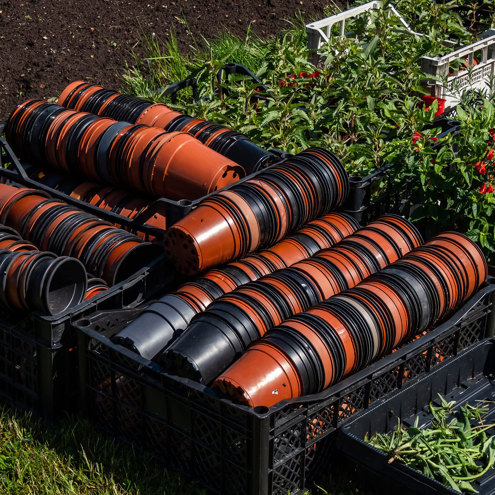 Gerrii held in hand to show 4-inch scale and convenient handling for potting