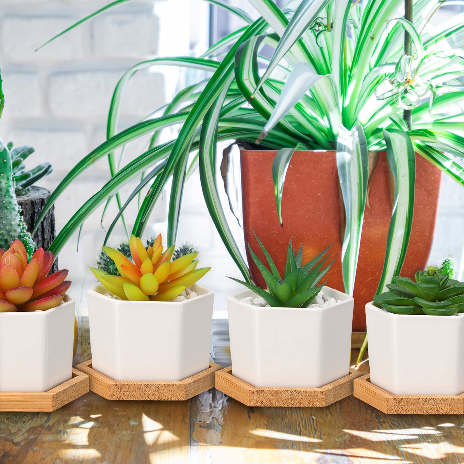 Gerrii pots holding succulents on a windowsill adding compact greenery to space