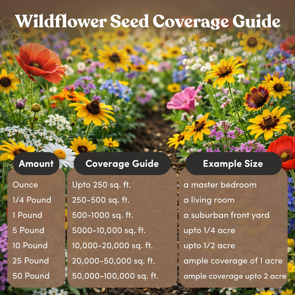 Detail of GevaGrow annual wildflower blossoms demonstrating vibrant color