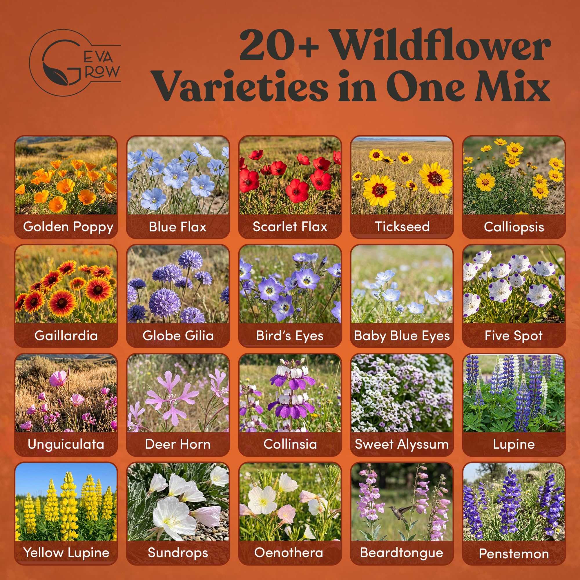 GevaGrow seed variety close-up showing diverse seed textures for garden success