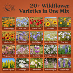 GevaGrow seed variety close-up showing diverse seed textures for garden success