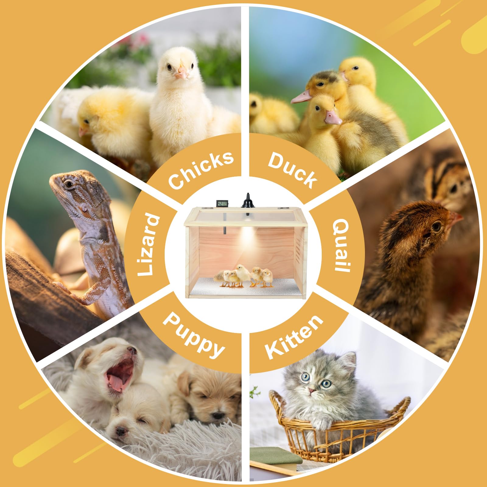 GIFANK top-opening access for easy cleaning feeding and handling chicks
