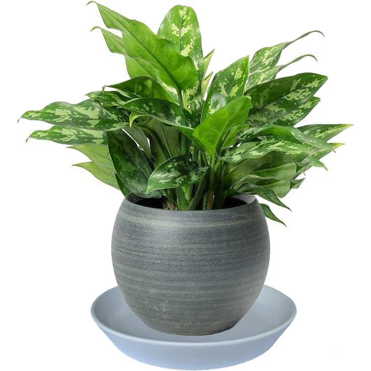 GIKUPOM saucer on patio under plant showing outdoor-ready aesthetic benefit