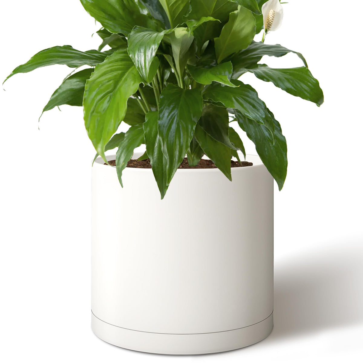 Giraffe Creation front view of white 14 inch planter showing clean cylinder design and modern appeal