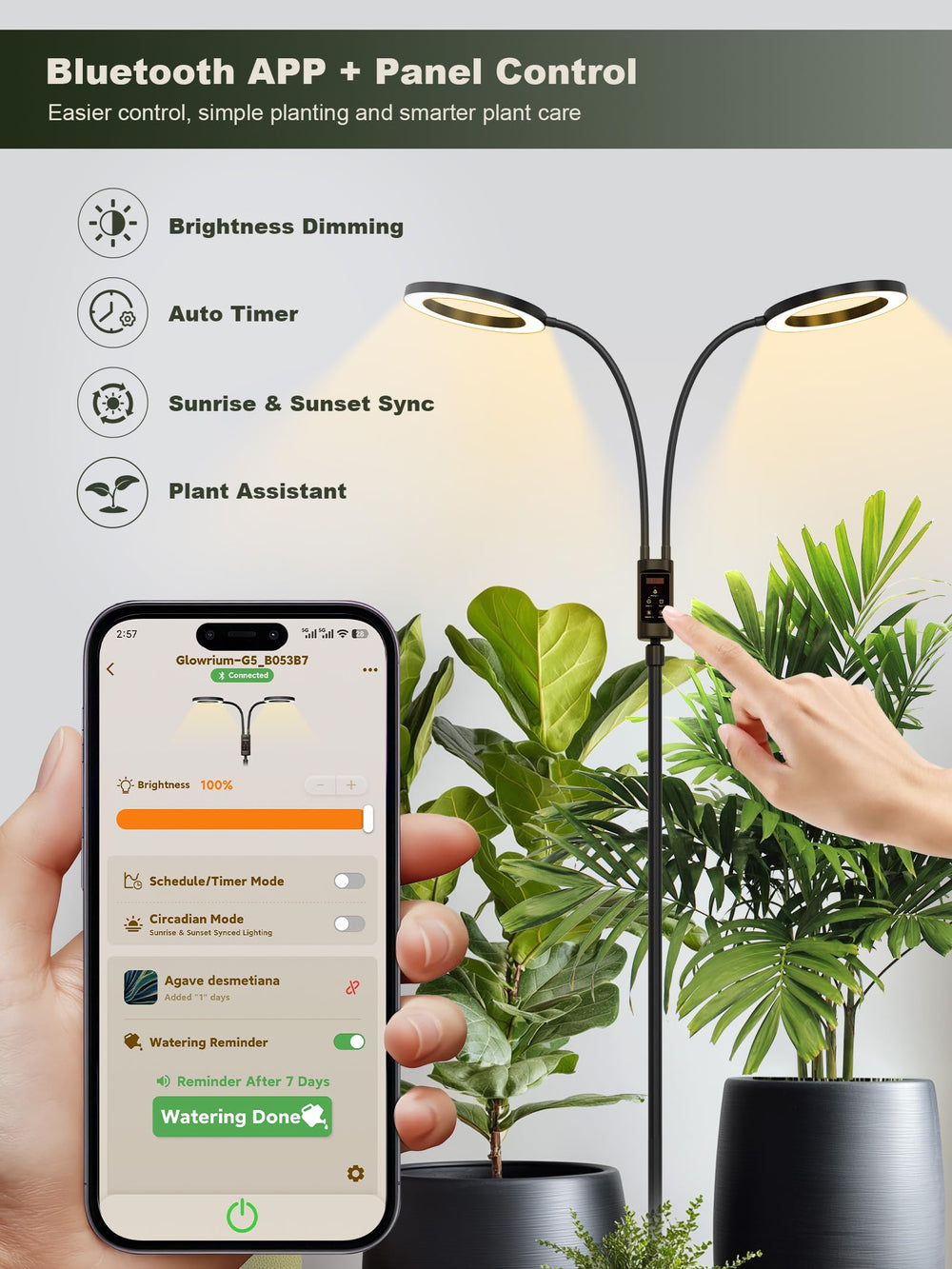 GLOWRIUM extended to full 70.9 inches illuminating tall houseplant for better growth