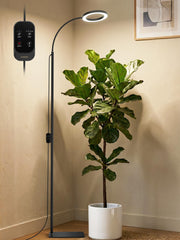GLOWRIUM front view with stand showing full setup and stable base