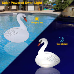 Goallim cisne flotando en piscina por la noche con cambio de color relajante