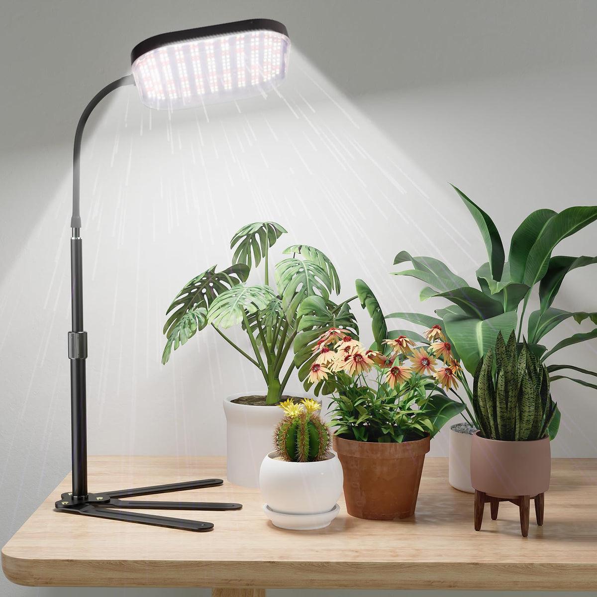 GooingTop front view of lamp clipped to desk lighting plants efficiently