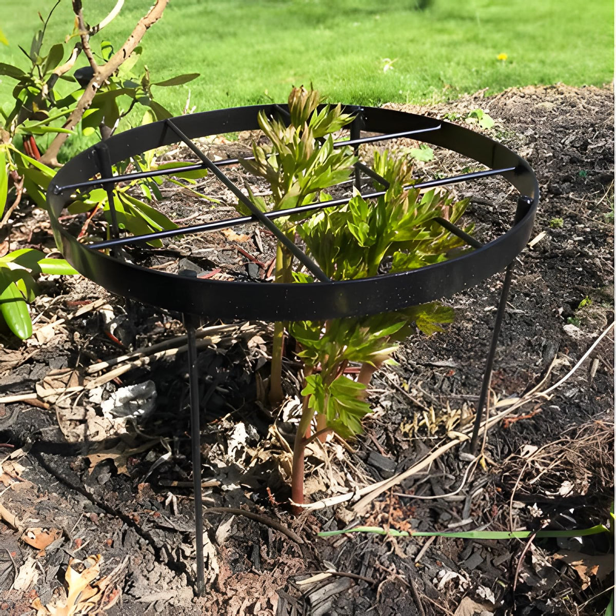 Goooxim front view of peony cage showing durable ring and stake for stable blooms