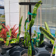 Goooxim grid pattern texture highlighting multiple tie points for stems