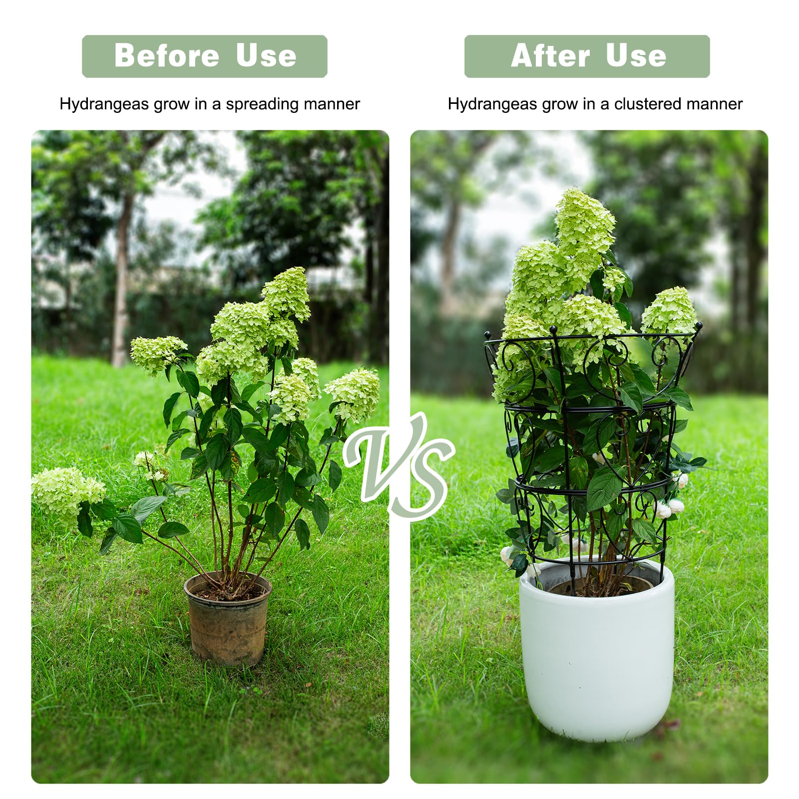 Goooxim inside a planter guiding stems and saving indoor floor space