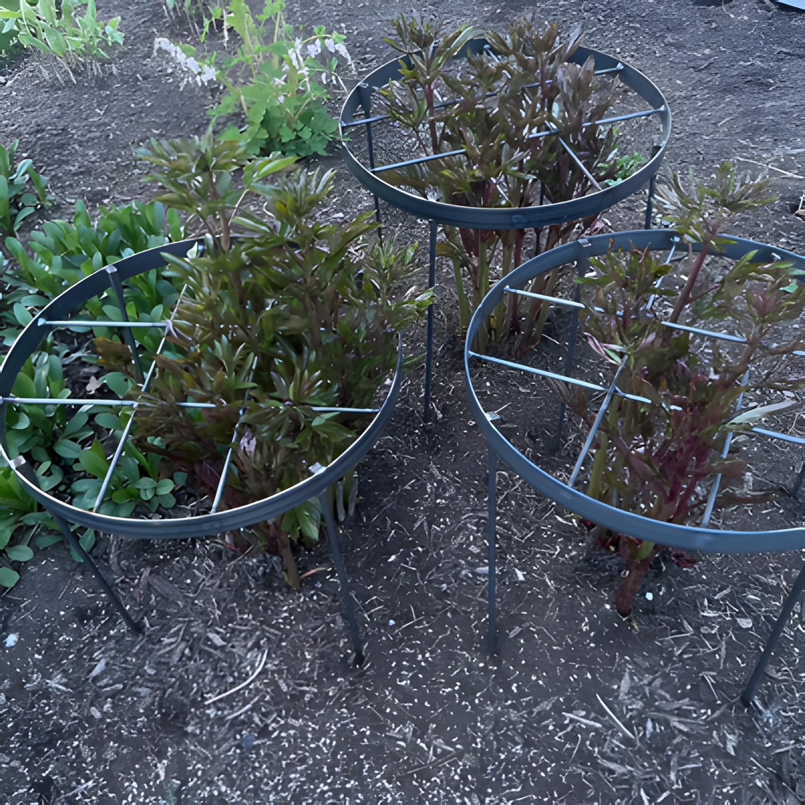 Goooxim ring used in indoor pot delivering tidy, upright container plants