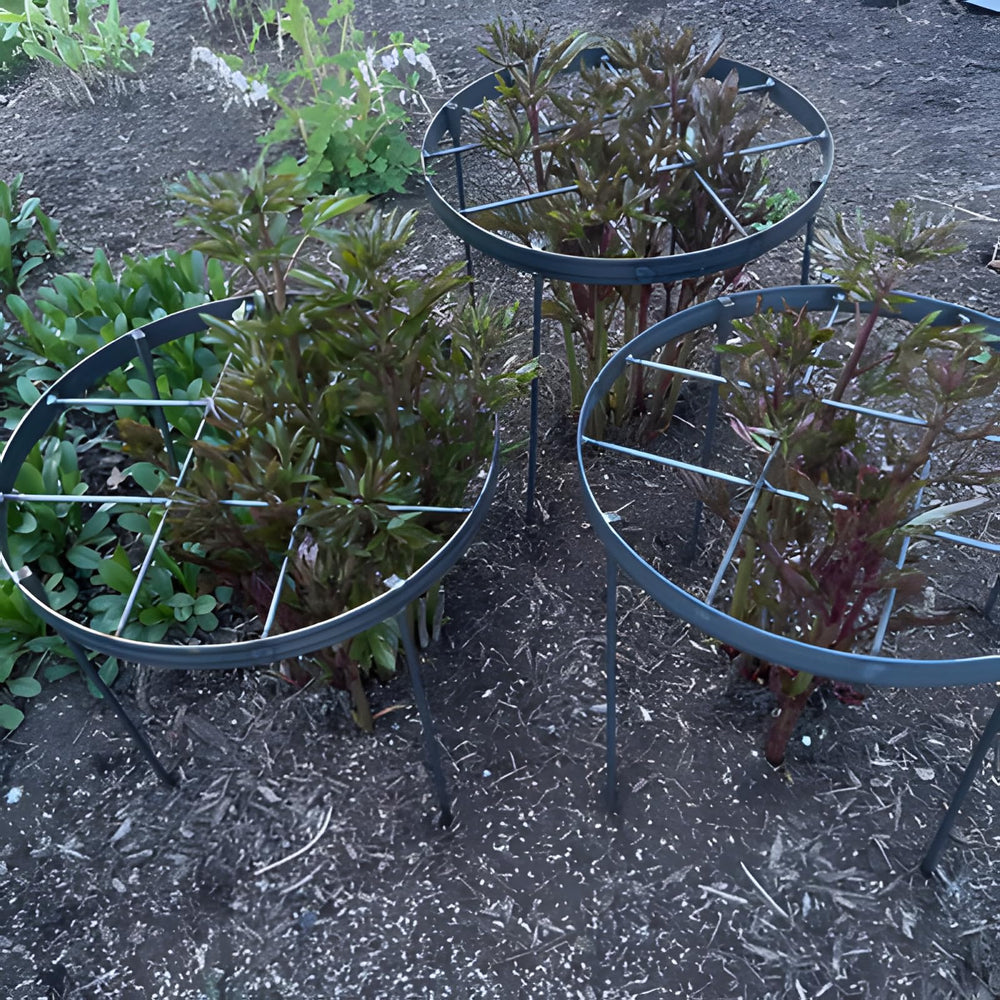Goooxim ring used in indoor pot delivering tidy, upright container plants