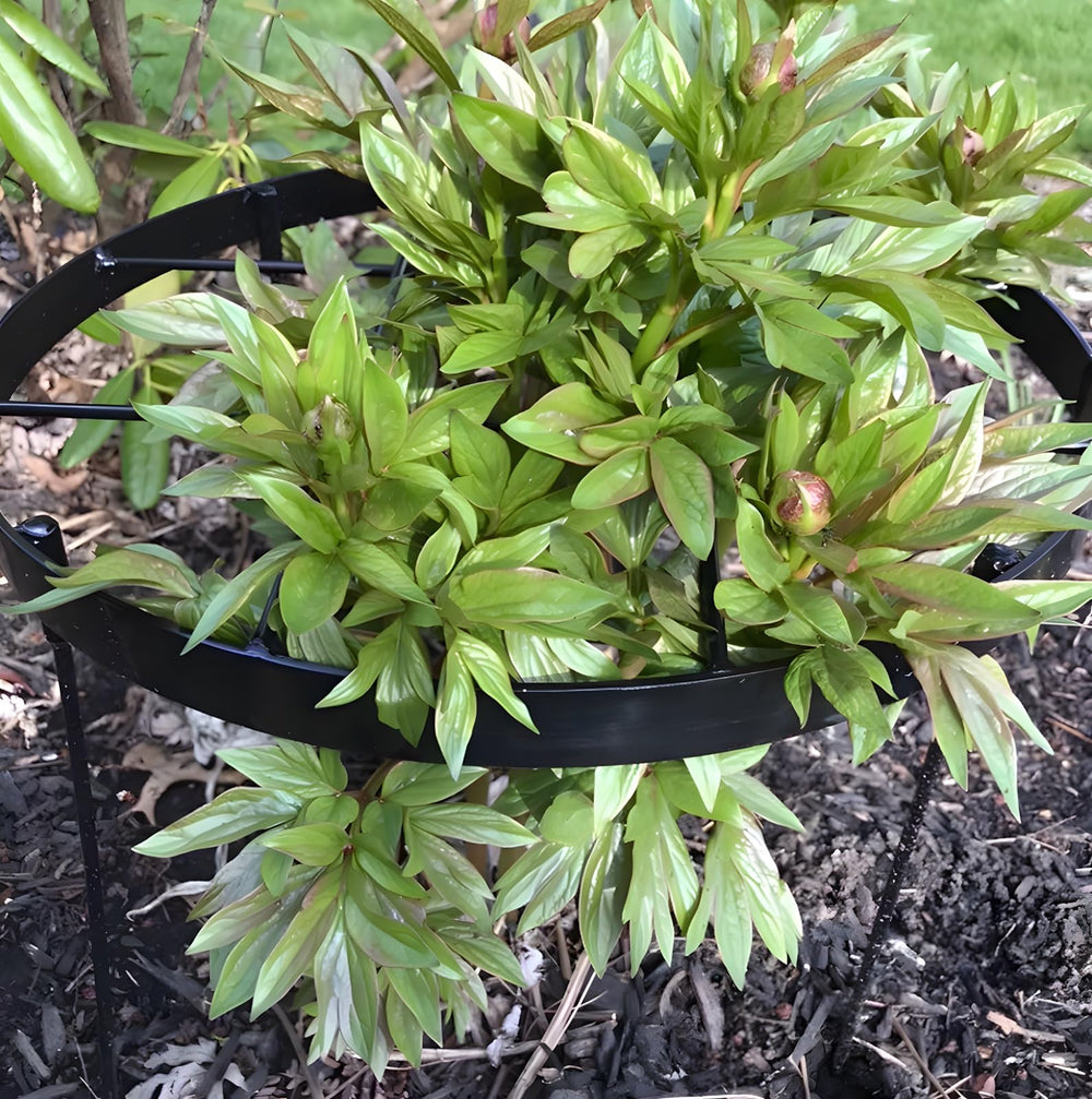 Goooxim row of supports protecting multiple plants for consistent garden structure