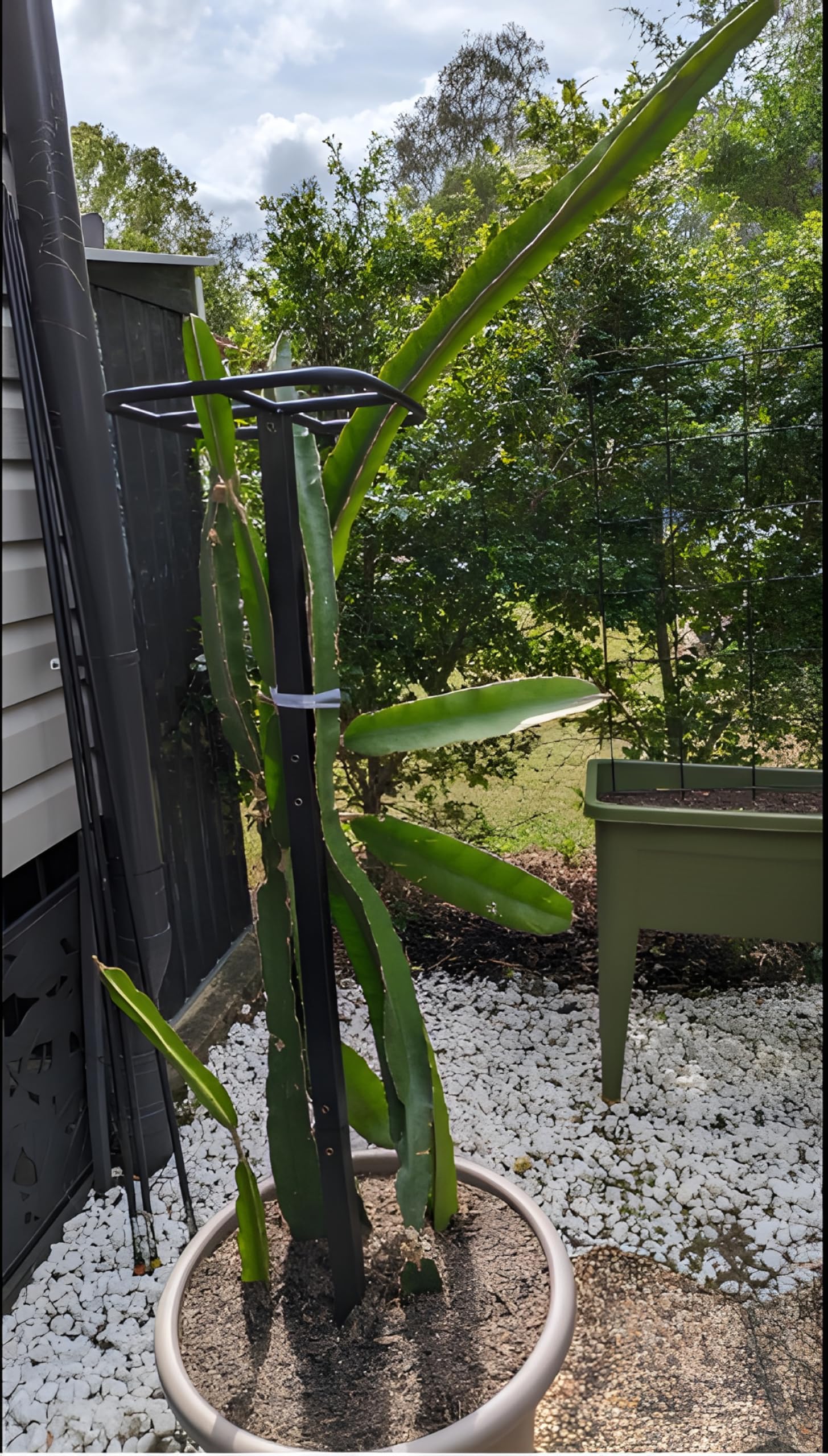 Goooxim scale comparison with ruler illustrating 50-inch height and actual size