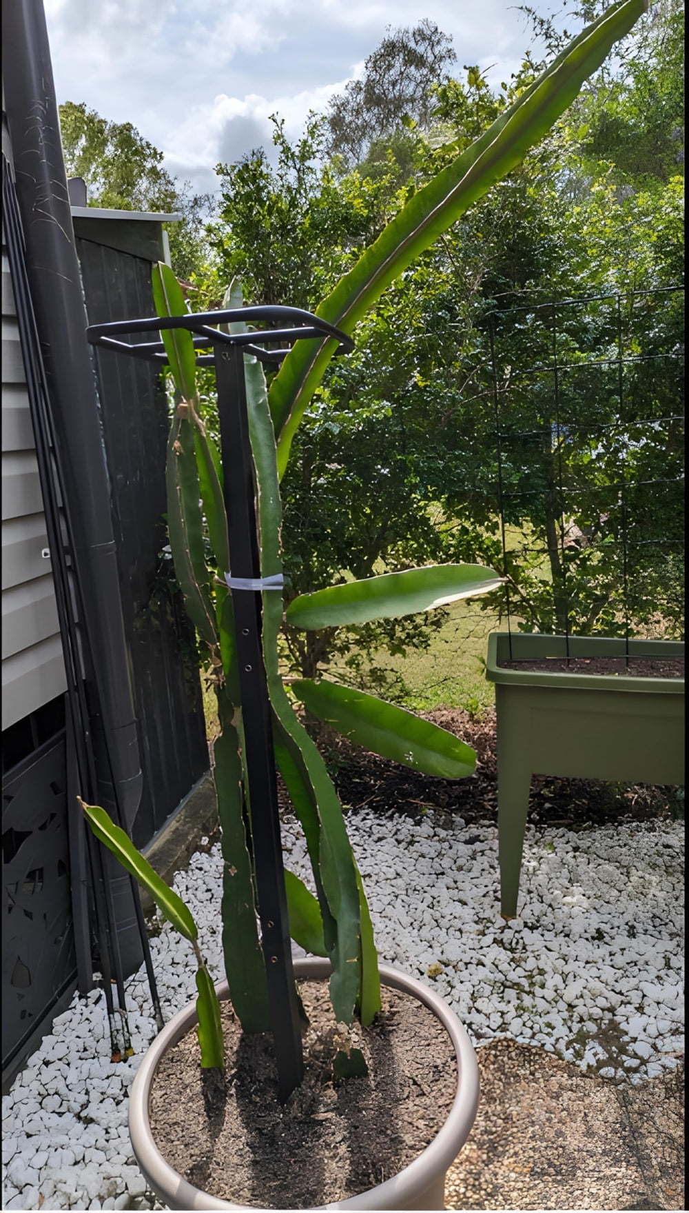 Goooxim scale comparison with ruler illustrating 50-inch height and actual size