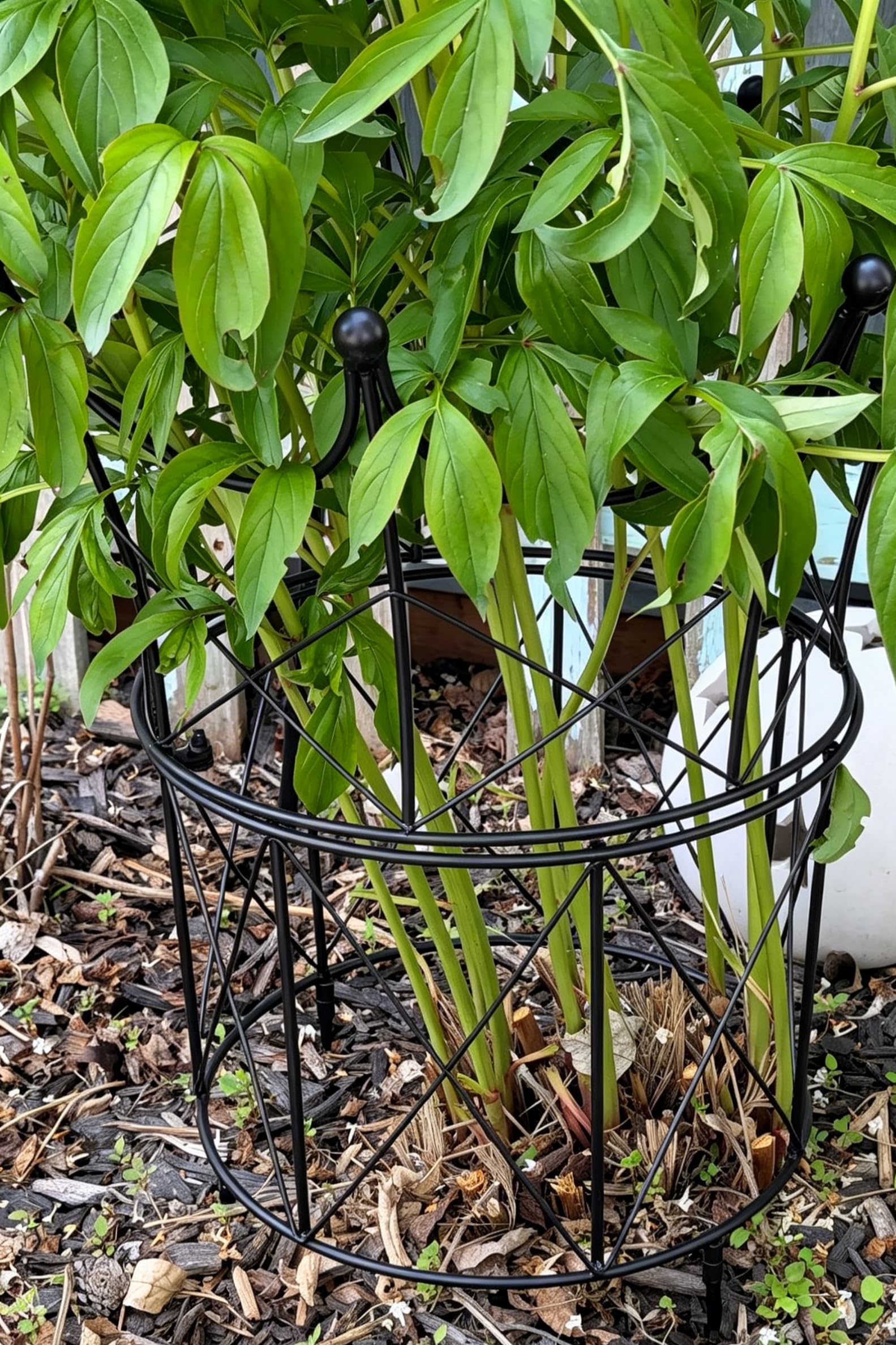Goooxim supporting a dahlia bloom keeping flowers upright and visible