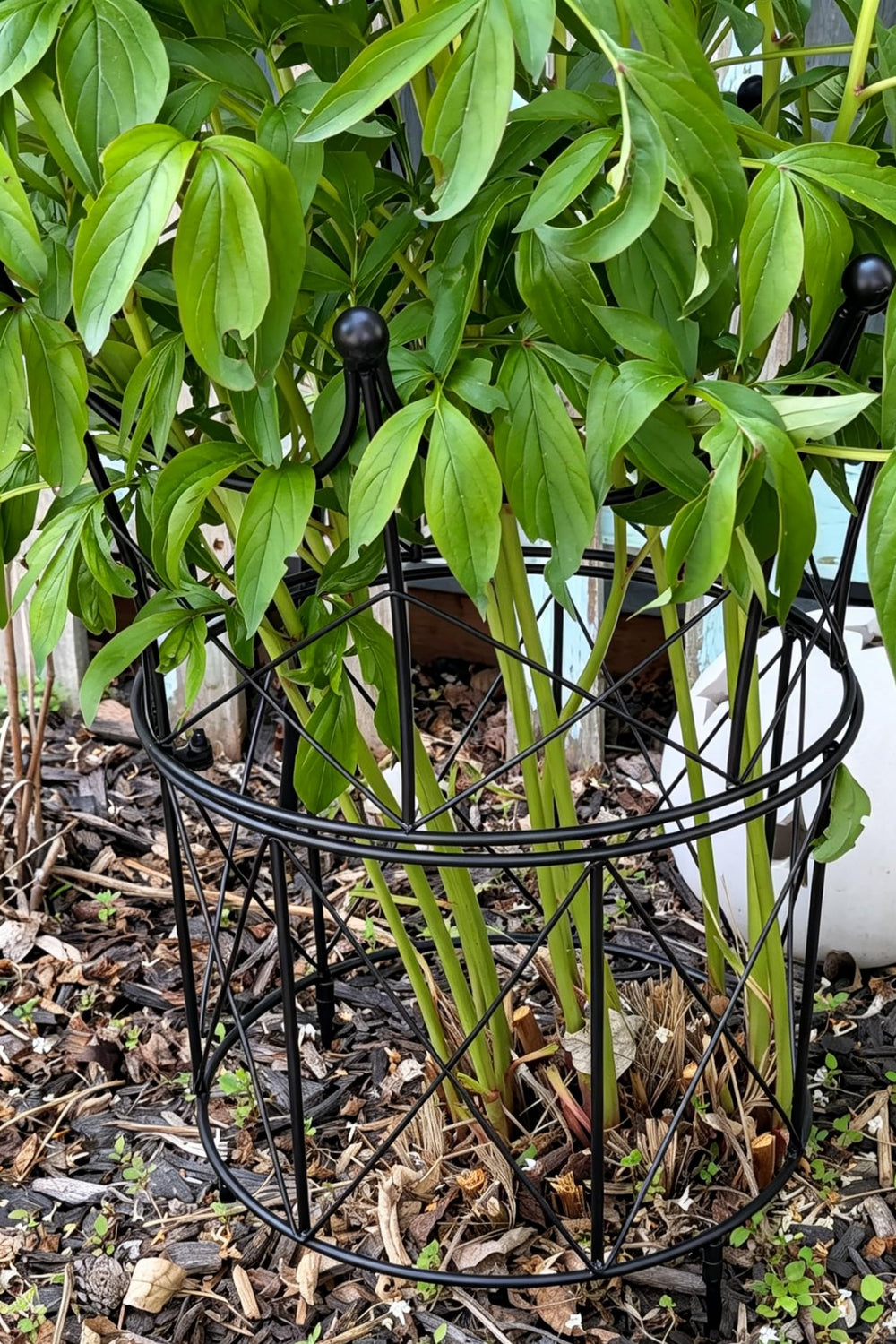 Goooxim supporting a dahlia bloom keeping flowers upright and visible