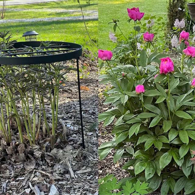 Goooxim support holding a hydrangea bloom upright for neater display