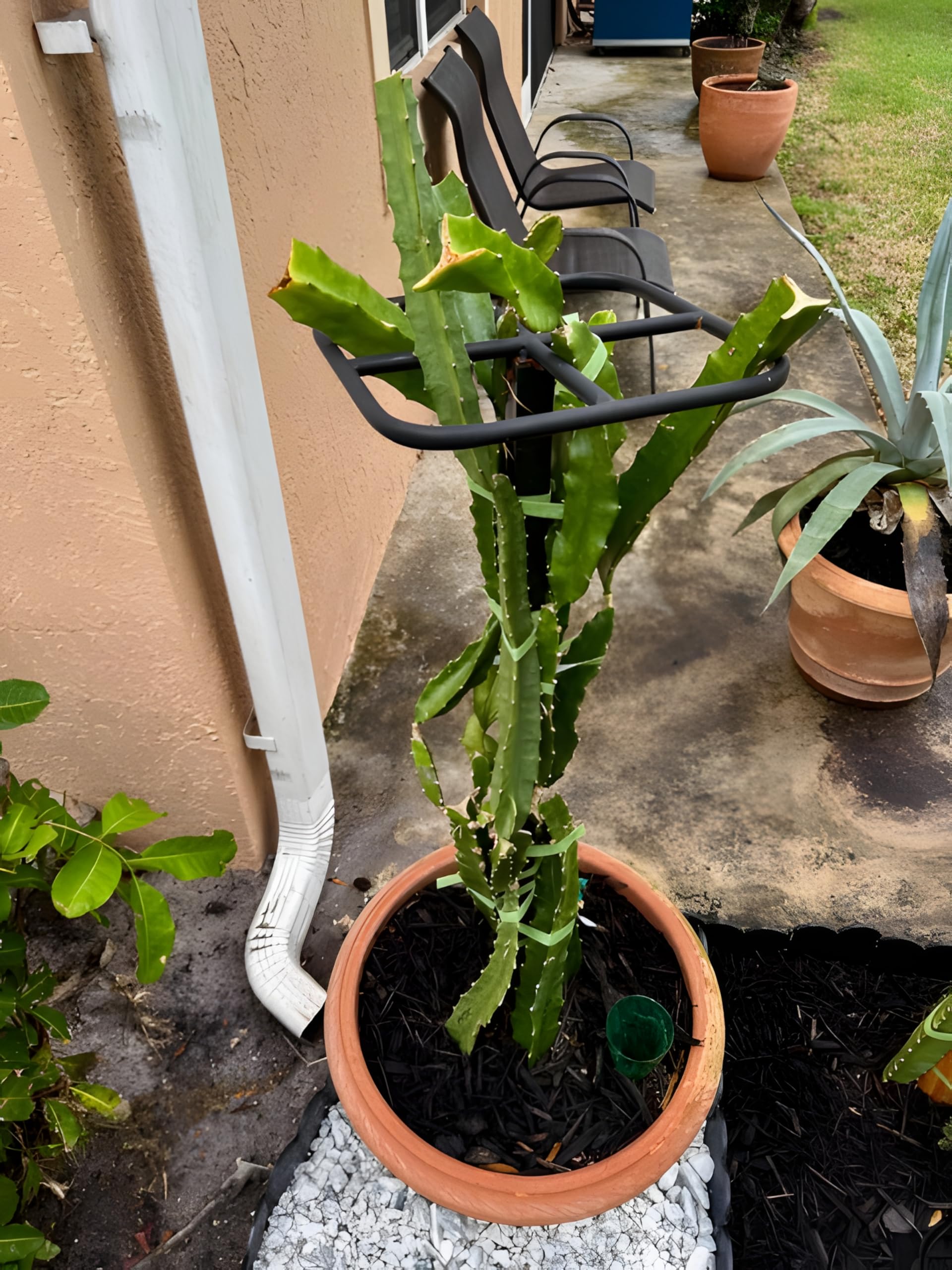 Goooxim trellis in use with dragon fruit plant providing stable vine support