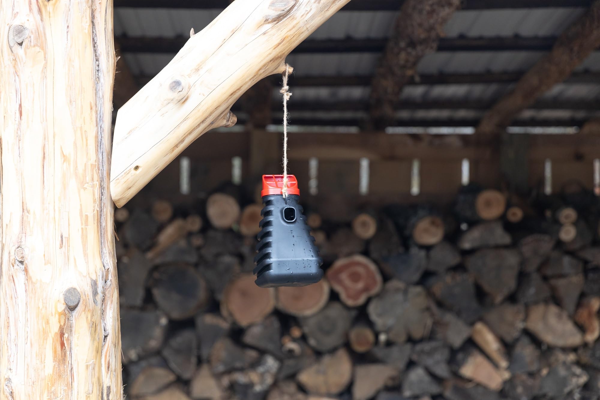 Grandpa Gus's flat base trap on ground demonstrating stable placement and safety