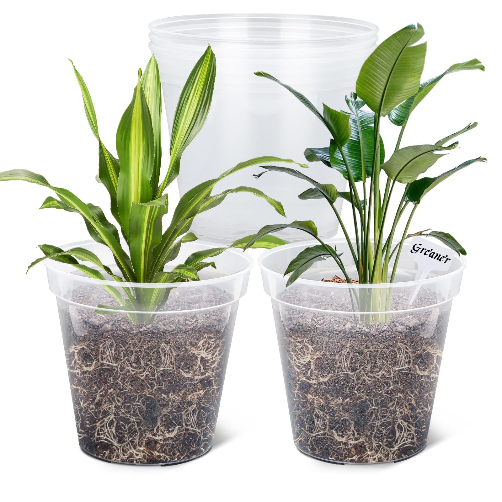 GREANER front view of clear planter showing clean transparency and easy monitoring benefit