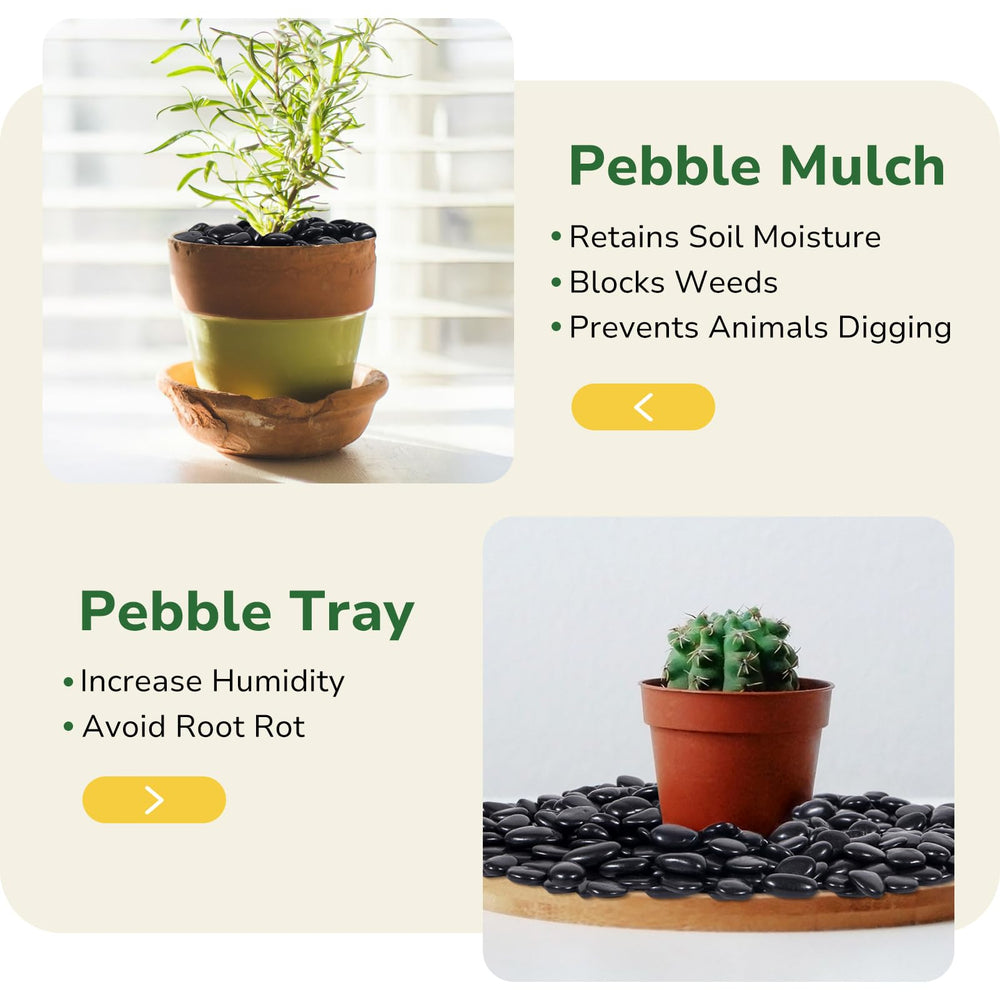 GreatBuddy pebbles topping a potted plant to retain moisture and tidy soil surface