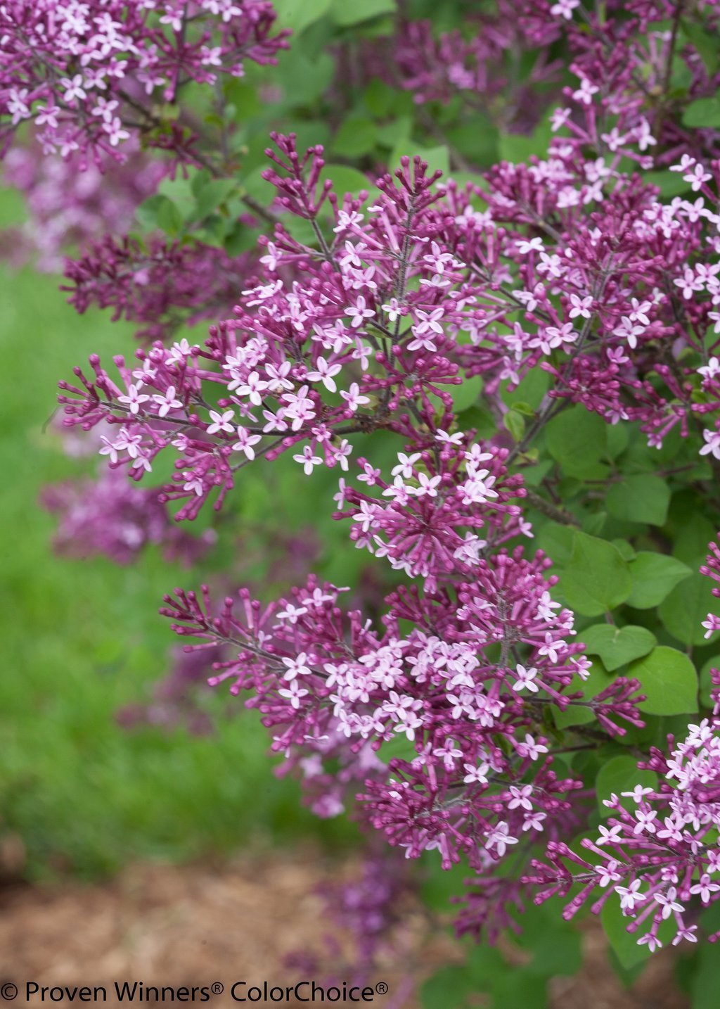 Green Promise Farms Bloomerang close-up of dark purple buds highlighting fragrance and texture