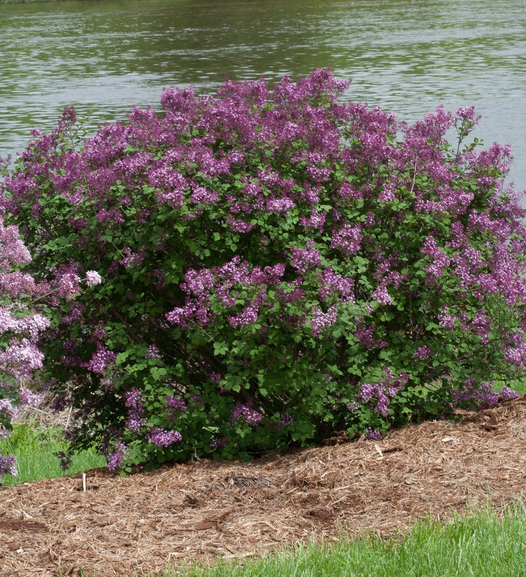 Green Promise Farms Bloomerang planted in garden demonstrating reblooming display and pollinator appeal