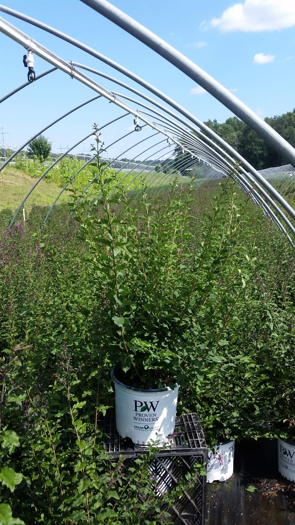 Green Promise Farms Bloomerang in 2-gallon pot beside ruler showing mature size and planting scale