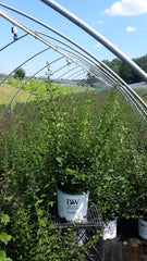 Green Promise Farms Bloomerang in 2-gallon pot beside ruler showing mature size and planting scale