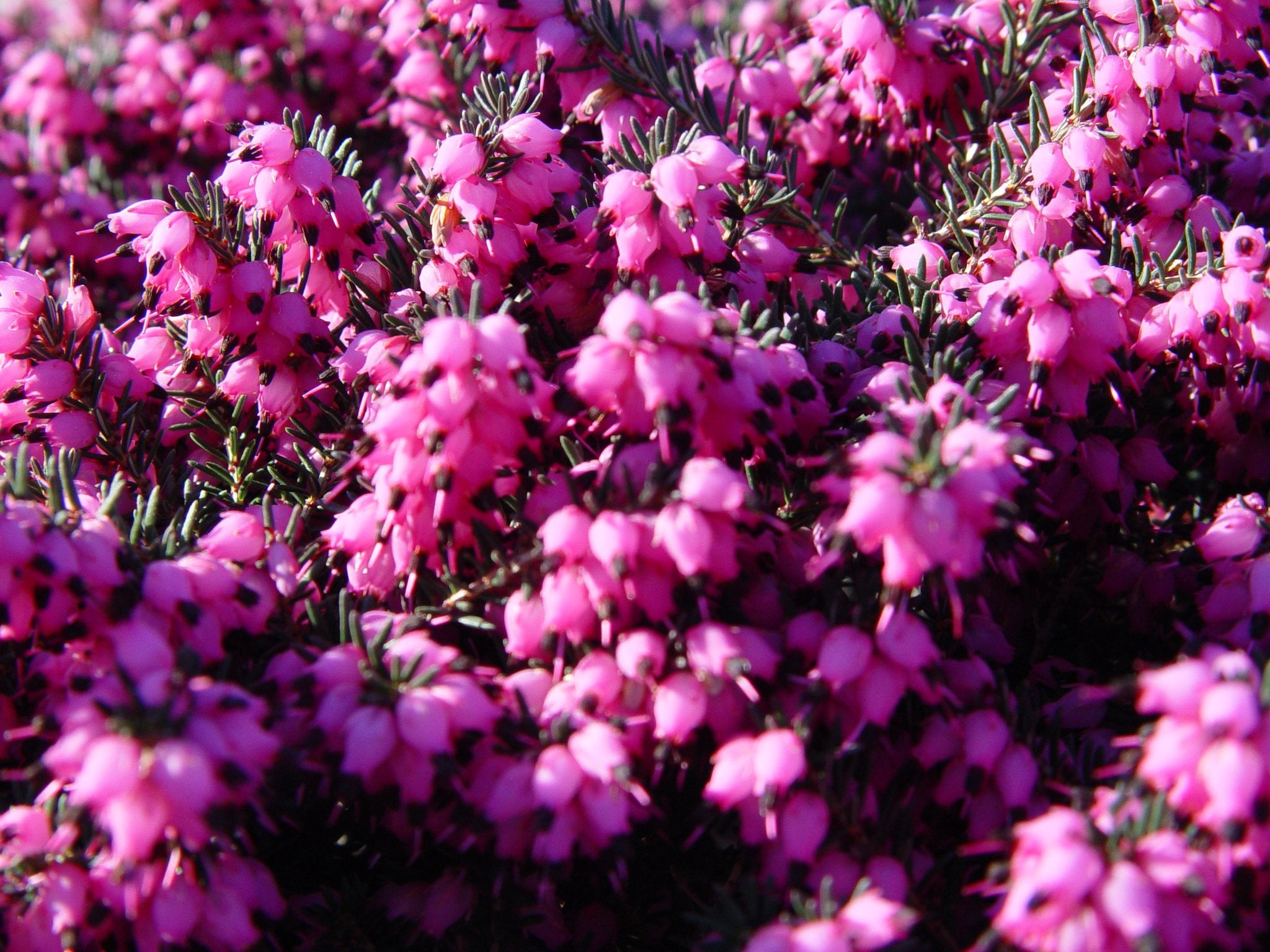Green Promise Farms Erica Kramer's Red close up of deep purplish‑red flowers highlighting vibrant spring color
