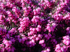 Green Promise Farms Erica Kramer's Red close up of deep purplish‑red flowers highlighting vibrant spring color
