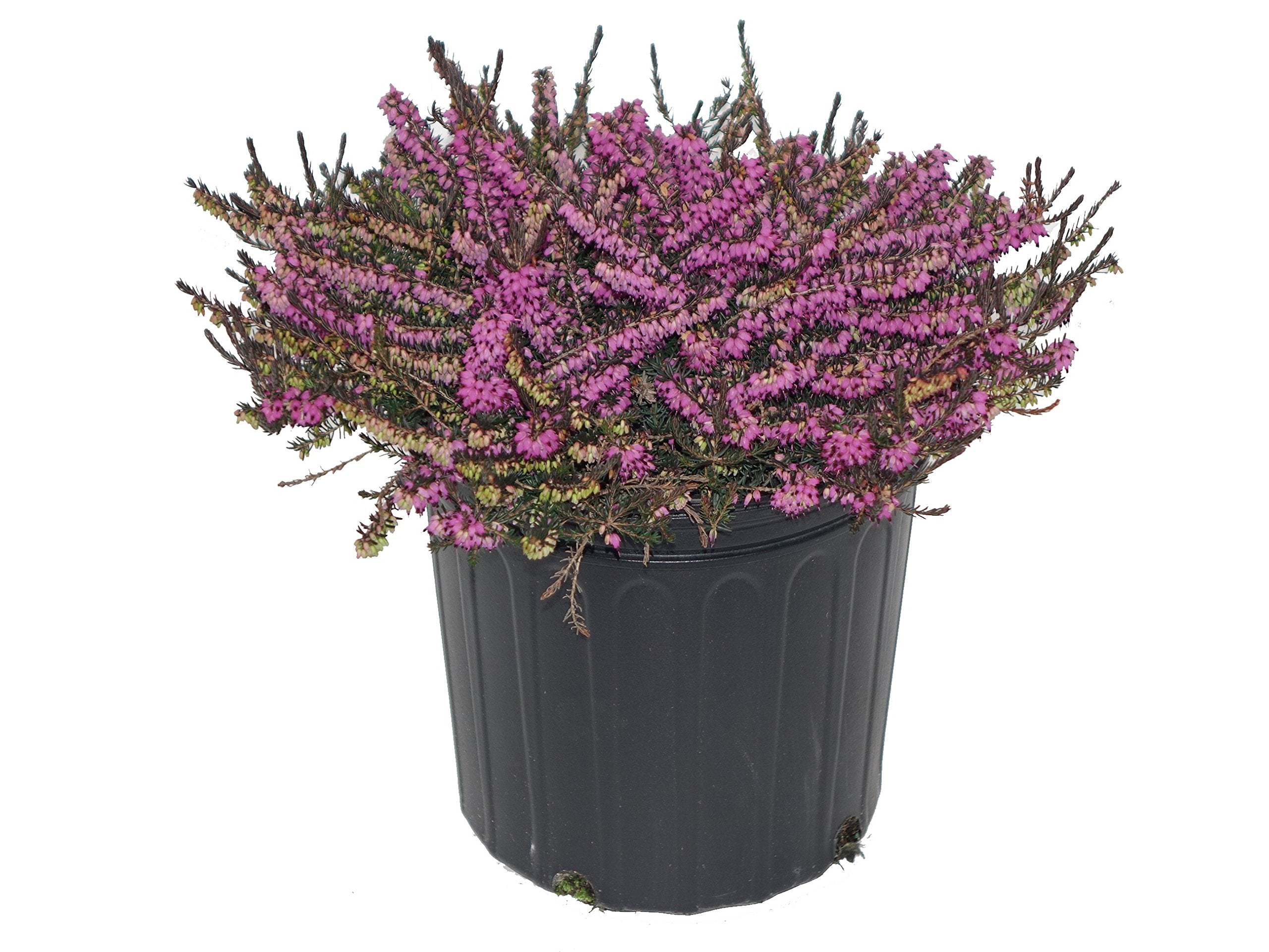 Green Promise Farms Erica Kramer's Red front view showing mounding habit and container readiness